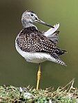 Bird 9334-1c.jpg