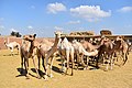 Birqash Camel Market سوق الجمال - برقاش