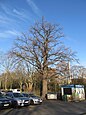 Bismarck oak on Tiergartenstrasse