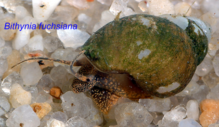 <i>Bithynia fuchsiana</i> species of mollusc