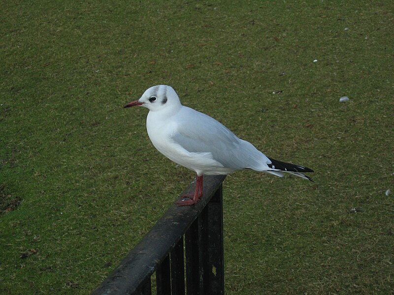 File:Black-headed-gull-Verulamium-Park-20031101-001.jpg