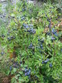 Blackthorn with Sloe berries, image taken north west of Gothenburg, Sweden.