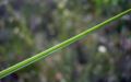 leaf of Rhynchospora alba