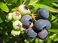 Blåbær Blauwe bosbessen (bessen)