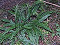 * Nomination Deer fern (Struthiopteris spicant) --Robert Flogaus-Faust 19:14, 6 February 2024 (UTC) * Promotion  Support Good quality. --Poco a poco 20:55, 6 February 2024 (UTC)