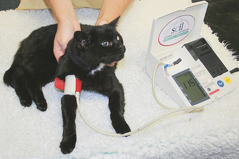 File:Blood pressure cat oscillometric.JPG