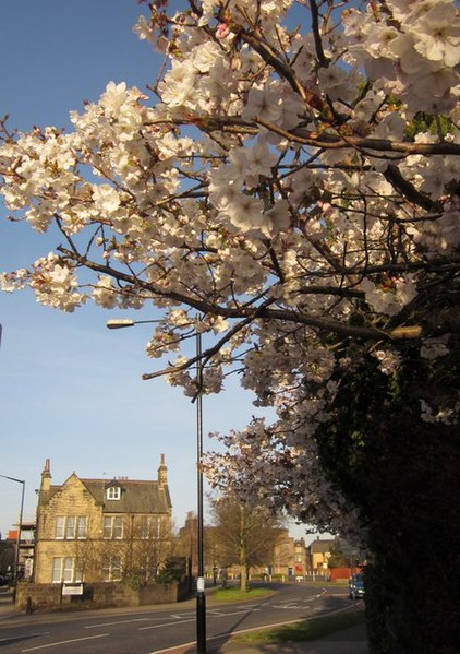 File:Blossom on North Park Road, Harrogate - geograph.org.uk - 2918407.jpg