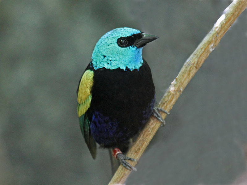 File:Blue-necked Tanager RWD3.jpg