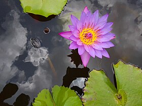 Nymphaea Caerulea: Descrição, Ecologia, Taxonomia