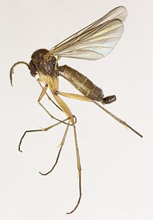 <i>Boletina griphoides</i> Species of fly