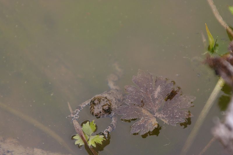 File:Bombina variegata Weinsberg 20070708 5.jpg