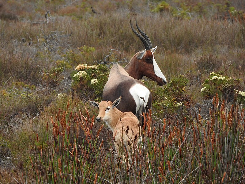 File:Bontebok with calf.jpg