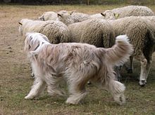 A Bearded Collie herding sheep. BoomtownDalwhinnie.jpg