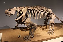 Bradysaurus FMNH.jpg