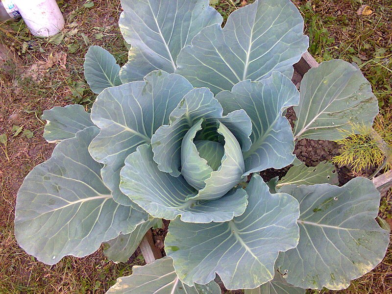 File:Brassicales - Brassica oleracea convar. capitata var. alba - 1.jpg