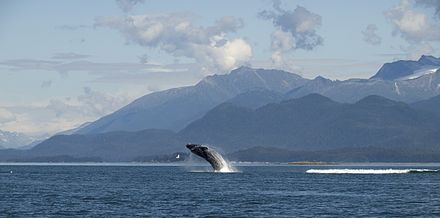 Breaching off Alaska, US