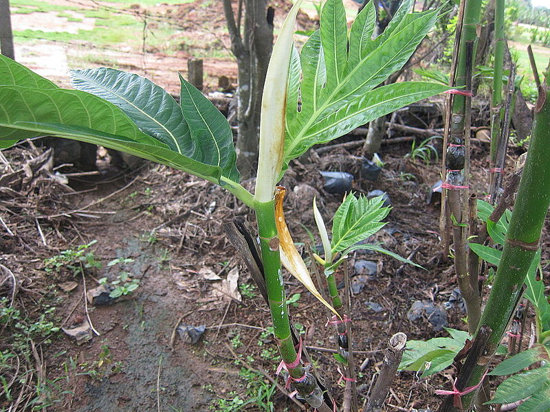 File:Breadfruit - കടച്ചക്ക 07.JPG