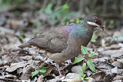 Bridled Quail-Dove (7624361038) .jpg