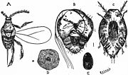 Diaspidiotus perniciosus üçün miniatür