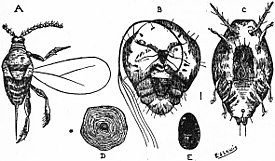 Самец (A), самка (B) и личинка (C) Aspidiotus perniciosus