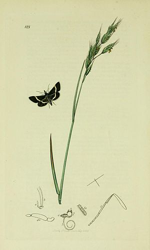 Illustration from John Curtis's British Entomology Volume 6 Britishentomologyvolume6Plate128.jpg