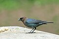 * Nomination Brown-headed Cowbird in Prospect Park, Brooklyn (by User:Ant.tab) --Rhododendrites 00:33, 25 December 2022 (UTC) * Promotion  Support Good quality. --Rjcastillo 00:44, 25 December 2022 (UTC)