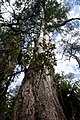 Brown Gunung 04 Pengo.jpg