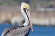 Brown Pelican on Dock.jpg