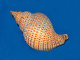 Shell of the whelk sea snail Siphonalia Buccinidae - Siphonalia pfefferi.JPG