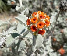 Цветы Buddleia marrubifolia 1.jpg