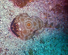 Bullseye Stingray - күн 267.jpg