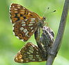 Butterflies mating bgiu.jpg