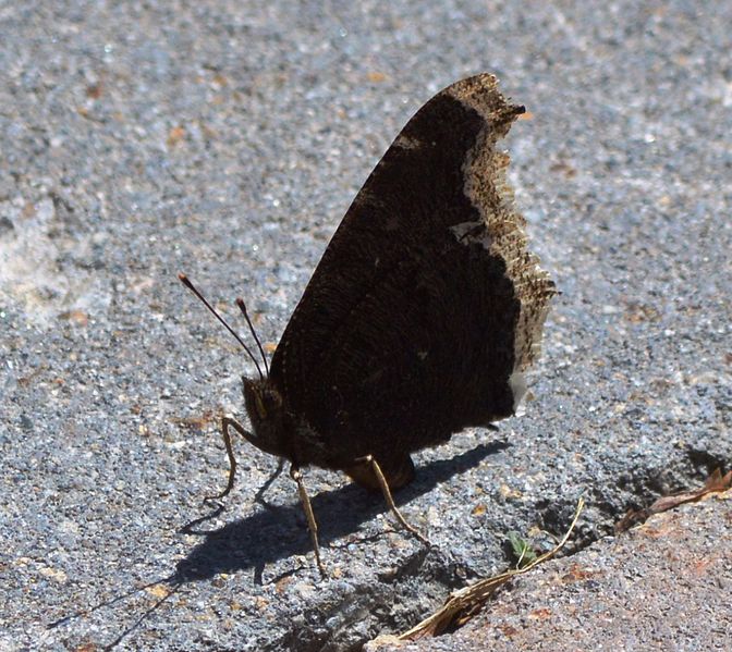 File:Butterfly Mammoth Lakes (20140420-0071).JPG