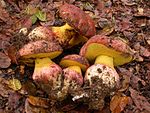 Butyriboletus querciregius