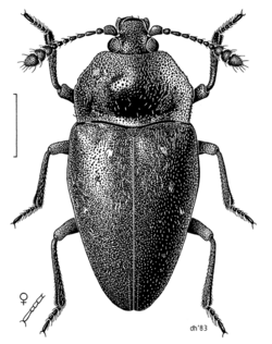 COLE Priasilphidae Priasilpha obscura 1.png