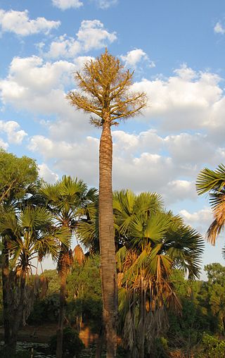 <i>Corypha utan</i> Species of palm