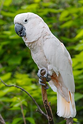 Molucký kakadu (Cacatua moluccensis) s připevněnou péřovou kapotou