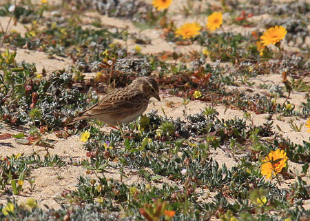 Calandrella rufescens -Canary Islands -Spain-8.jpg