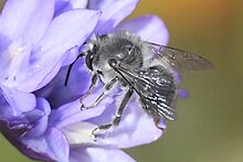 California Mountain-Digger Bee (Habropoda depressa).jpg
