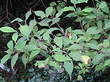 Callicarpa japonica3.jpg 