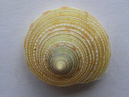 Calliostoma bairdii