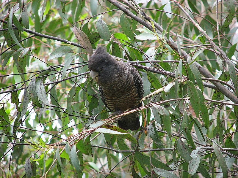 File:Callocephalon fimbriatum (female) -Blue Mountains-8.jpg