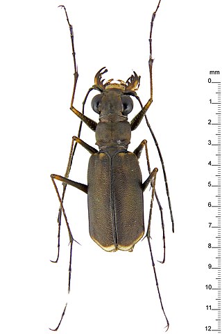 <i>Callytron</i> Genus of beetles