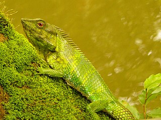 <i>Calotes nemoricola</i> species of reptile