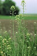 Camelina sativa eF