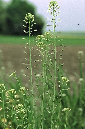 亚麻荠属