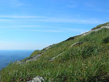 Alpine tundra grasses at the summit of Camel's Hump, Vermont, June 2008.