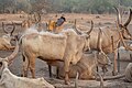 Campamento de ganado de la tribu Mundari, Terekeka, Sudán del Sur, 2024-01-30, DD 38