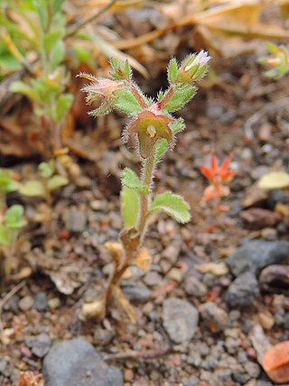 <i>Campanula erinus</i> Species of plant