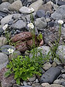 Cardamine uliginosa